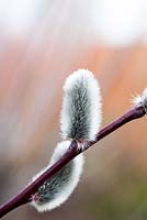 Salix daphnoides 'Aglaia' winter catkins