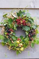 Autumn wreath made from foraged natural materials - wild berries and foliage inc Malus sylvestris - Crabapples, Crataegus monogyna - Hawthorn, Rubus fruticosus - Blackberries and Prunus spinosa - Sloes or Blackthorns
