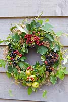 Autumn wreath made from foraged natural materials - wild berries and foliage inc Malus sylvestris - Crabapples, Crataegus monogyna - Hawthorn, Rubus fruticosus - Blackberries and Prunus spinosa - Sloes or Blackthorns
