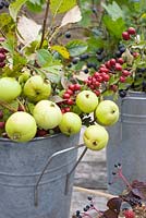 Autumn berries and foliage - Malus sylvestris - Crabapples and Crataegus monogyna - Hawthorn,  in florists buckets
