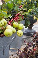 Autumn berries and foliage - Malus sylvestris - Crabapples and Crataegus monogyna - Hawthorn, in florists buckets
