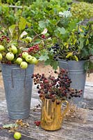 Autumn berries and foliage inc Malus sylvestris - Crabapples, Crataegus monogyna - Hawthorn, Rubus fruticosus - Blackberries and Prunus spinosa - Sloes or Blackthorns in florists buckets
