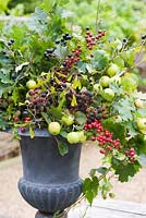 Autumn floral decoration in urn using foraged wild berries and foliage inc Malus sylvestris - Crabapples, Crataegus monogyna - Hawthorn, Rubus fruticosus - Blackberries and Prunus spinosa - Sloes or Blackthorns 