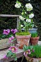 Spring display with Helleborus hybrids and Fritillaria meleagris in terracotta pots on a wooden bench