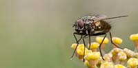 Syrphidae - Fly sitting on flower buds