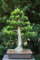 50 Year old Podocarpus macrophyllu - Japanese Yew in training since 1980, the Japanese Garden - Heathcote Botanical Gardens, Florida