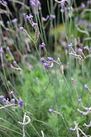 Lavandula sp. - Fern Leaf Lavender at Heathcote  Botanical Gardens