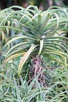 Aloe ferox - Cape Aloe at Heathcote Botanical Gardens, Florida
