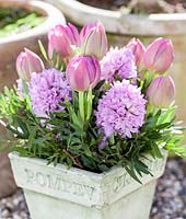 Pink tulips and Hyacinths in a clay pot