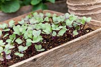 Brassica seedlings in a wooden tray and peat pots - Red Brussel Sprout seedlings