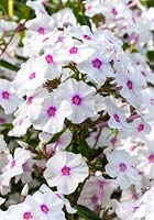 Phlox paniculata 'Little Sara' - Breed by Coen Jansen, Holland