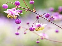 Thalictrum rochebrunnianum - Meadow rue