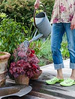 Woman with watering can watering Heuchera 'Fire Chief'.