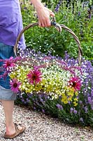Woman standing with a bouquet of perennial cutflowers in a basket. The bouguet consist of coneflower, sage, Gypsophila and Ladys Mantle. In the background lavender.
