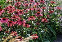 Border with Echinacea 'Summer Sky'