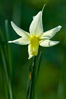 Narcissus 'Trena'