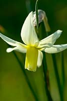 Narcissus 'Trena'