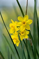 Narcissus jonquilla 'Sun Disc'. Alec Gray hybrid