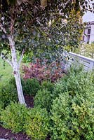 Betulas underplanted with Buxus - Box
