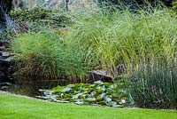 Pond with grasses and perennials including Nymphaea - Water lilies 