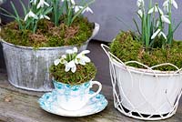 Galanthus nivalis - Snowdrops in vintage teacup and containers