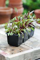 Beetroot 'Darko' seedlings