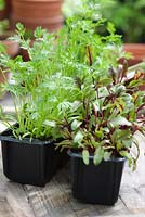 Beetroot 'Darko' seedlings and Carrot Chanteney 'Red Cored' seedlings