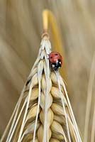 Hordeum vulgare - Ladybird on Barley