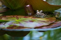 Rana temporaria - Common frog sat on a lily pad