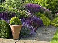 The Short Border at Town House, Freshfield, West Sussex showing Anthemis 'E.C. Buxton', Salvia x superba Superba, Geranium nimbus, Nepeta 'Walker's Low', and Salvia nemorosa 'Ostfriesland'