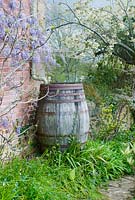 Vintage oak barrel as water butt, East Lambrook Manor Garden