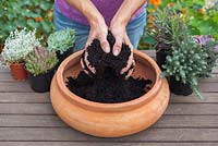 Step by step - planting a succulent container including Echeveria 'Pearl of Nuremberg' and 'Elegans', Stapelia and Kalanchoe 'tubiflora' 