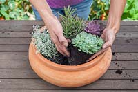 Step by step - planting a succulent container including Echeveria 'Pearl of Nuremberg' and 'Elegans', Stapelia and Kalanchoe 'tubiflora' 