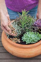 Step by step - planting a succulent container including Echeveria 'Pearl of Nuremberg' and 'Elegans', Stapelia and Kalanchoe 'tubiflora' 