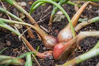 Step by step - growing Shallots in raised vegetable bed