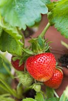 Step by step - growing Strawberries in terracotta planter - Fragaria 'Cambridge favourite'. Pot by Dunne and Hazell