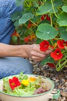 Step by step - growing salad in raised vegetable bed - harvesting and making salad