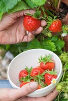 Step by step - Growing Fragaria 'Cambridge favourite' in terracotta strawberry planter and harvesting 