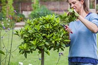 Step by step - Trimming potted bay tree