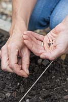 Step by step - Growing Kohlrabi F1 Hybrid in raised bed