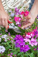 Step by step - Planting pink and purple themed container, deadheading 