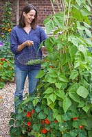 Step by step - Growing climbing French beans 'Fasold' - woman picking beans 