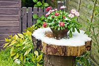 Terracotta pot of Bellis perrenis sitting on tree stump in High Meadow Garden after hail storm in late spring (May) Staffordshire