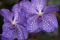 Vanda 'Sansai Blue'