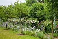 Under a double row of trees, perennials and a rose hedge, Rosa 'Charles de Mills', Rosa gallica 'Duchesse de Montebello', Campanula persicifolia, Centranthus coccineus 'Albus', Crataegus and Euonymus - Germany