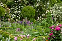 Rose garden where borders of perennials are framed with Box hedges and topiary clipped standards. Plants include Rosa 'Lykkefund' (Rambler), R. 'Madeleine Selzer', Allium christophii, Buxus, Geranium sanguineum, Lavandula, Salvia nemorosa, Syringa microphylla 'Superba' and Verbascum nigrum - Germany