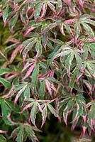 Acer palmatum 'shirazz'