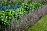 Teucrium flowering in the Walled Garden, Highgrove Garden, September 2009.