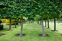 Stilt Hedges, Highgrove Garden, June 2008.  