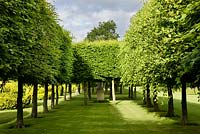 Stilt Hedges, Highgrove Garden, June 2008.